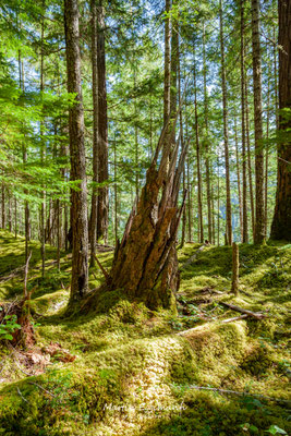 USA - Wahington - Olympic Peninsula