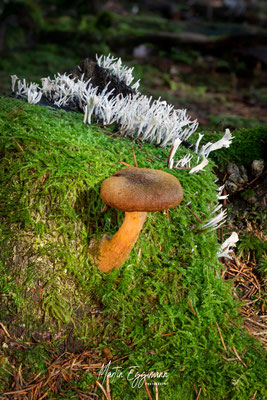 Switzerland - Aargau