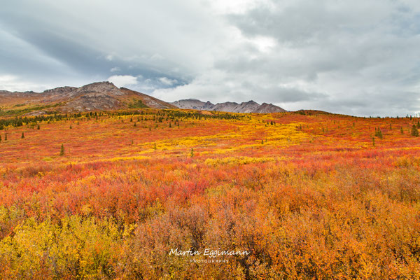 USA -  Alaska - Denali NP