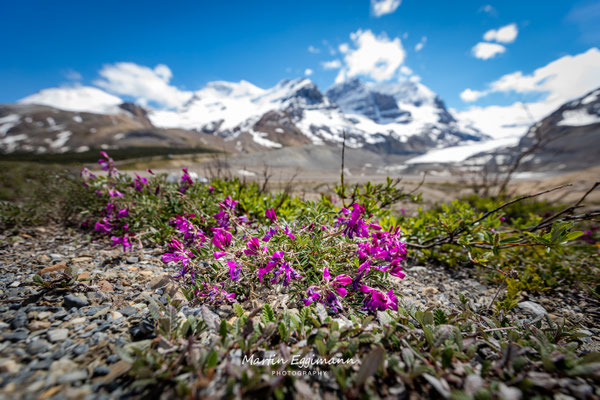 Canada - Alberta - Icefield Parkway
