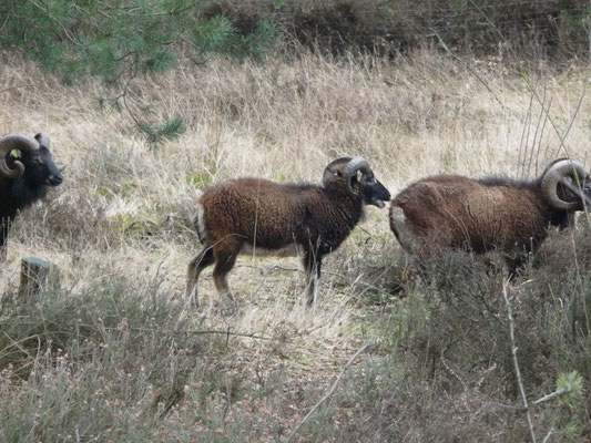 Soay-Schafe zur Landschaftspflege