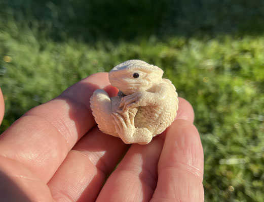 Tuatara