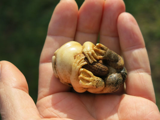 Kappa Netsuke