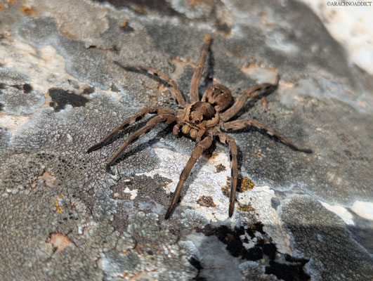 Lycosa praegrandis