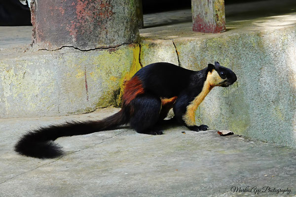 schwarzes Rieseneichhörnchen (Ratufa bicolor)