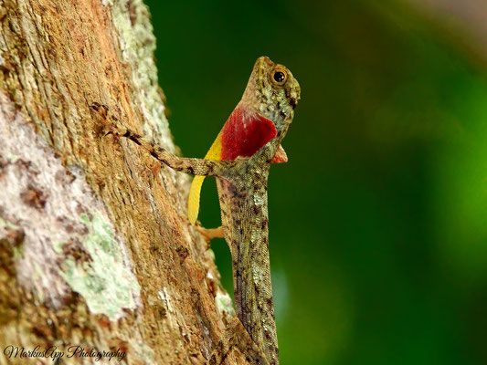 Flugdrache (Draco taeniopterus)