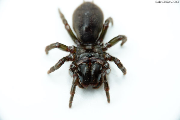 Atypus sp. ♀ (Tapezierspinne) 24-11-2022