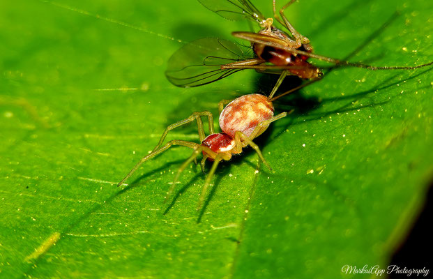 Nigma flavescens ♀ (gelbe Kräuselspinne) 01-05-2023