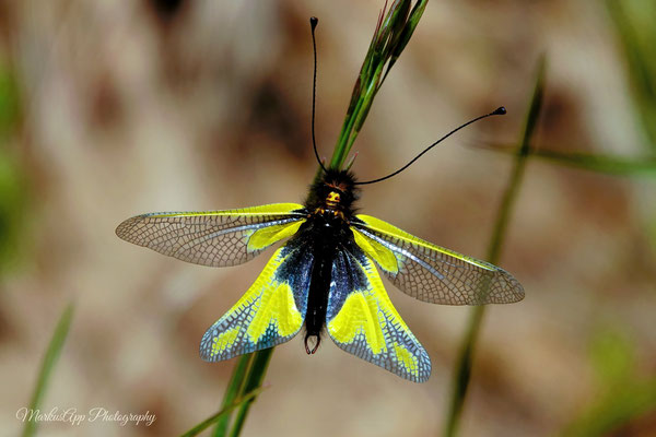 Libellen Schmetterlingshaft (Libelloides coccajus)