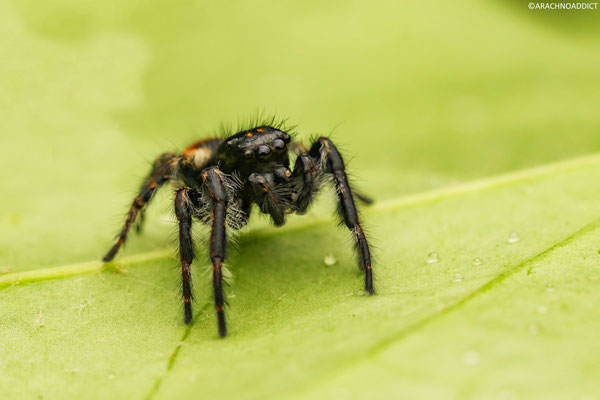 Carrhotus xanthogramma ♂ (Wipfelspringer) 03-05-2019