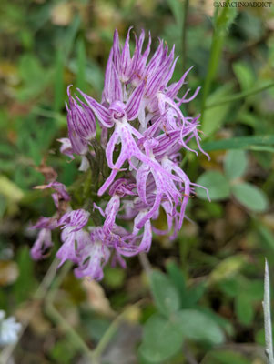Orchidee