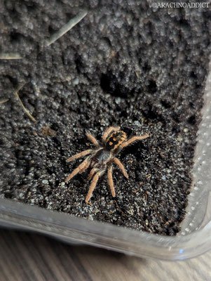 Hapalopus sp. Guerilla