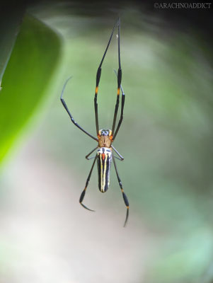 Seidenspinne (Nephila pilipes)