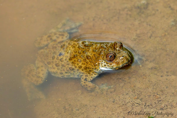 Gelbbauchunke (Bombina variegata)