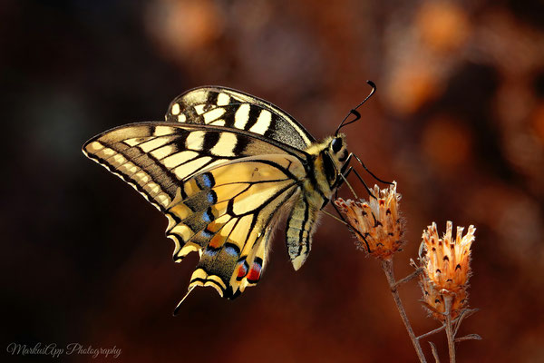 Schwalbenschwanz (Papilio machaon)
