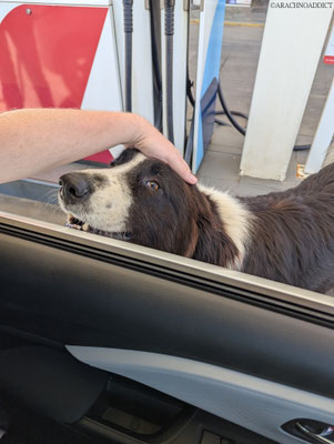 neugieriger Hund auf der Fahrt zum Flughafen
