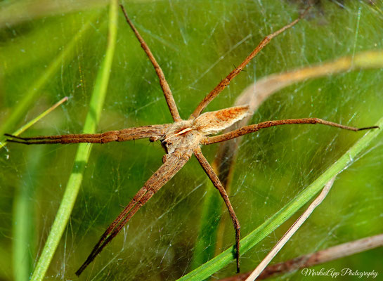 Pisaura mirabilis ♀ (Listspinne) 26-05-2022