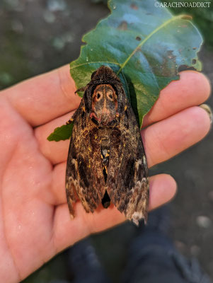 Totenkopfschwärmer (Acherontia sp.)