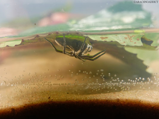 Dolomedes cf. plantarius unter Wasser (gerandete Wasserspinne) 16-04-2022