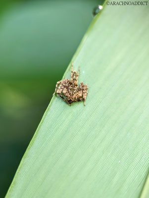 Luchsspinne (Oxyiopidae sp.)