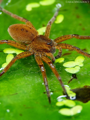 Dolomedes cf. plantarius (gerandete Wasserspinne) 16-04-2022