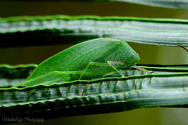 Laubheusckrecke (Tettigoniidae sp.)