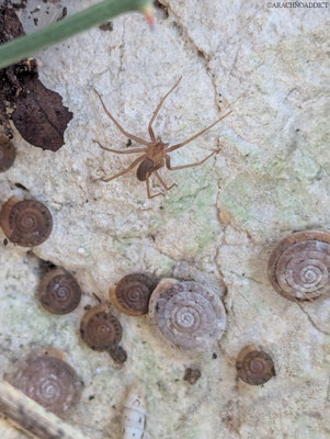 Loxosceles sp.