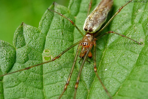 Tetragnatha sp. ♀ 20-06-2021