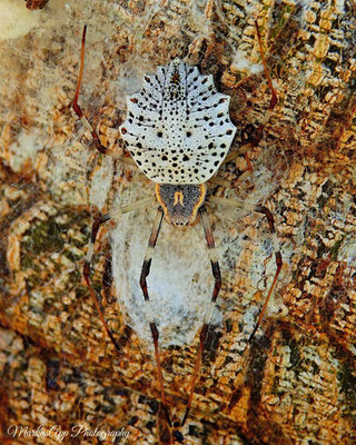 Radnetzspinne (Herennia multipuncta)