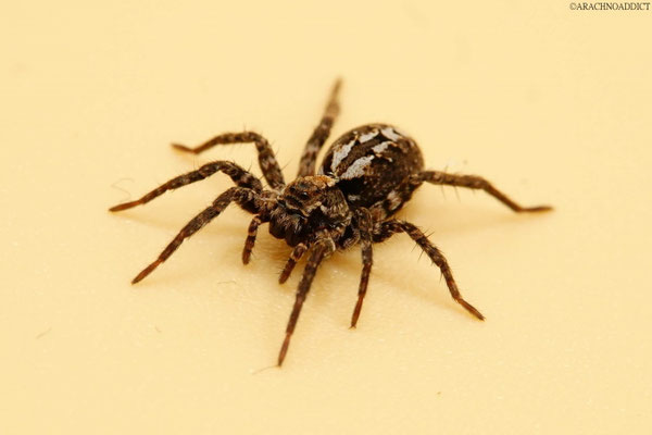 Alopecosa farinosa ♀ (bärtige Scheintarantel) 21-02-2021