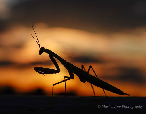 Mantis religiosa ♀ (adult) 25-07-2021