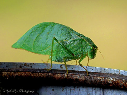 Laubheusckrecke (Tettigoniidae sp.)