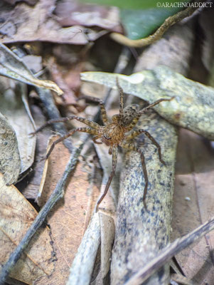 Krabbenspinne (Heteropoda sp.?)