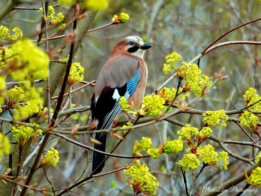 Eichelhäher (Garrulus glandarius)