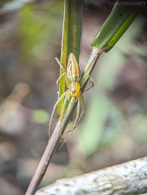 Luchsspinne (Oxyiopidae sp.)