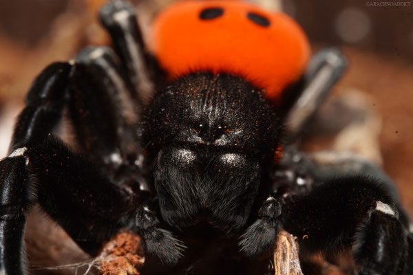 griechische Röhrenspinne ♂ (Eresus walckenaeri)