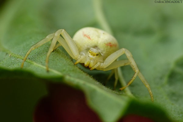 Misumena vatia ♀ (veränderliche Krabbenspinne) 20-06-2021