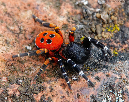 Eresus kollari ♂ (rote Röhrenspinne) 17-09-2021