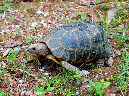 Gelbkopfschildkröte (Intestudo elongata)