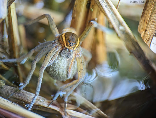 Dolomedes sp. ♀ mit Kokon 18-07-2023