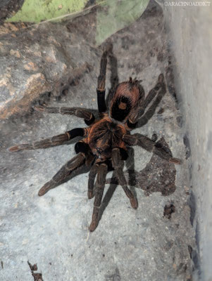 Hapalopus sp. Guerilla Weibchen
