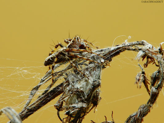 Oxyopes ramosus ♀ mit Kokon (Pracht-Luchsspinne) 09-07-2022