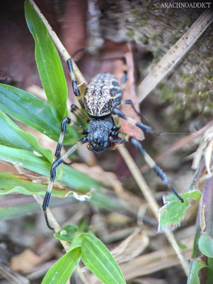 Seidenspinne (Nephilengys malabarensis)