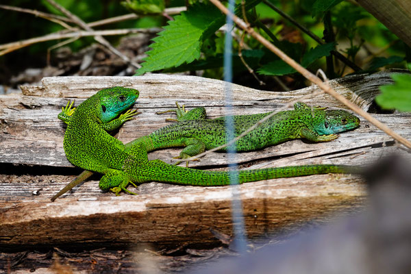Smaragdeidechse (Lacerta viridis/bilineata?)