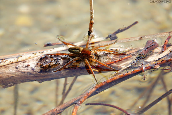 Dolomedes cf. plantarius ♂ subadult (gerandete Wasserspinne) 13-04-2022