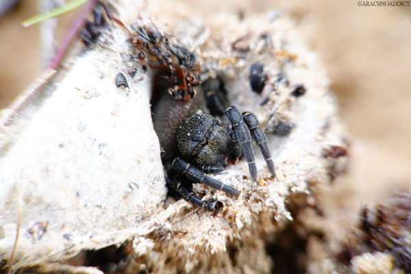 Eresus kollari ♀ (rote Röhrenspinne) 23-05-2021
