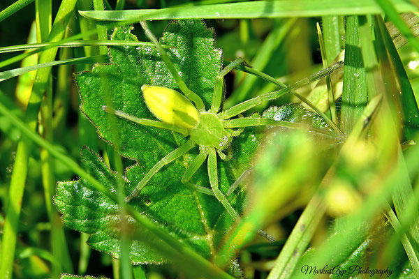 Micrommata virescens ♀ (grüne Huschspinne) 05-05-2024