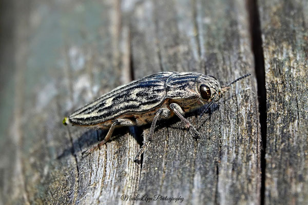 großer Kiefernprachtkäfer (Chalcophora mariana)
