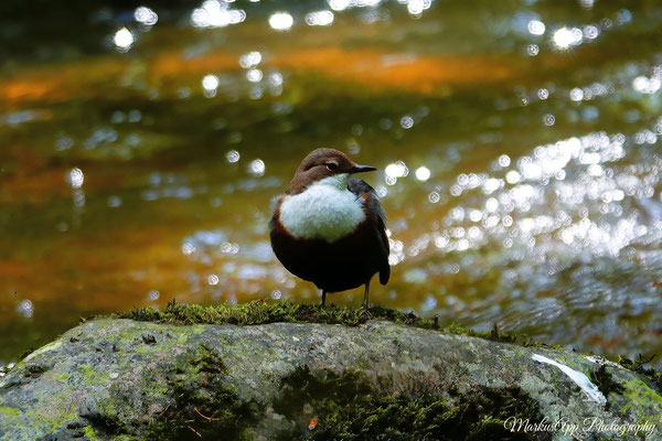 Wasseramsel (Cinclus cinclus)