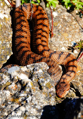 Aspisviper (Vipera aspis)